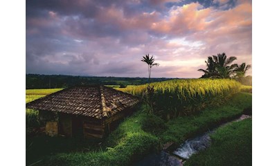 Reisfelder im Norden von Bali